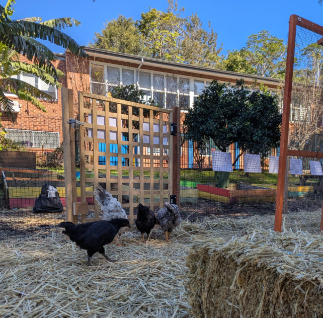 our chickens in our school garden