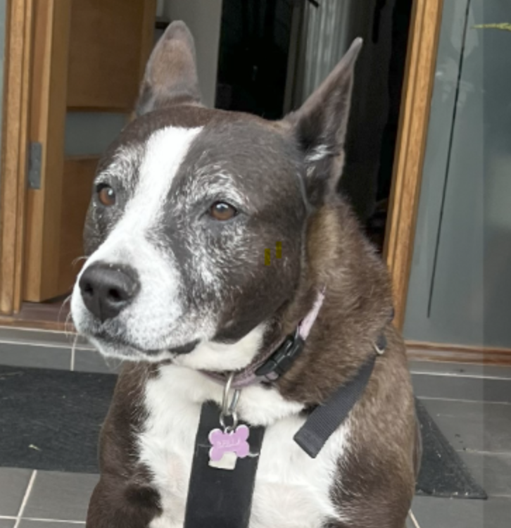 Bella, our school support dog