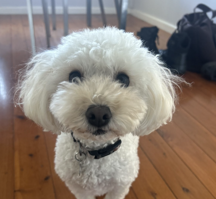 Daisy, our school support dog
