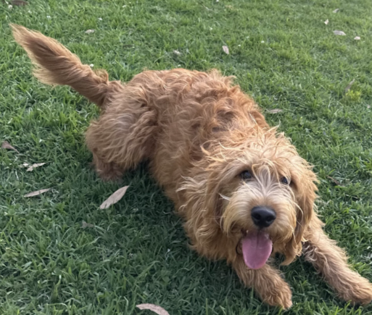 Benson, our school support dog