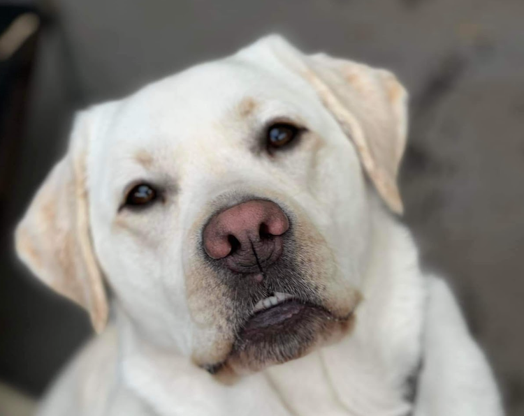 Hank, our school support dog